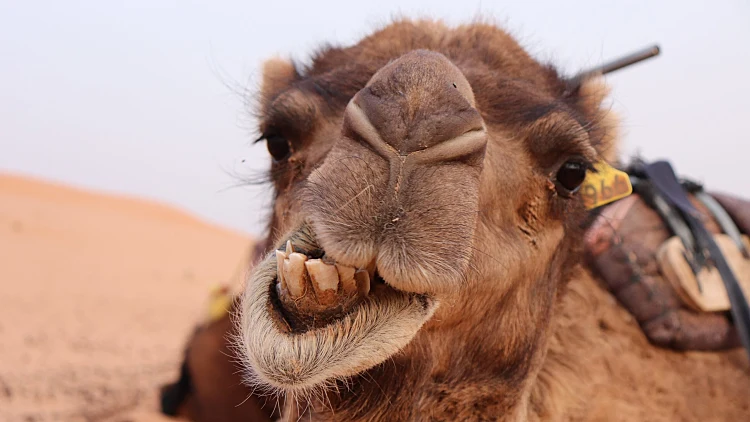 Close,up,funny,face,portrait,of,moroccan,,cute,,hairy,camel