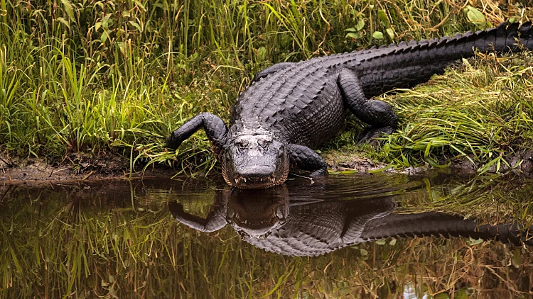 Large,menacing,american,alligator,alligator,mississippiensis,in,the,wetland,and