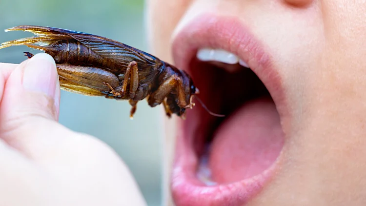 The,woman,opening,her,mouth,to,eat,insects.,the,concept