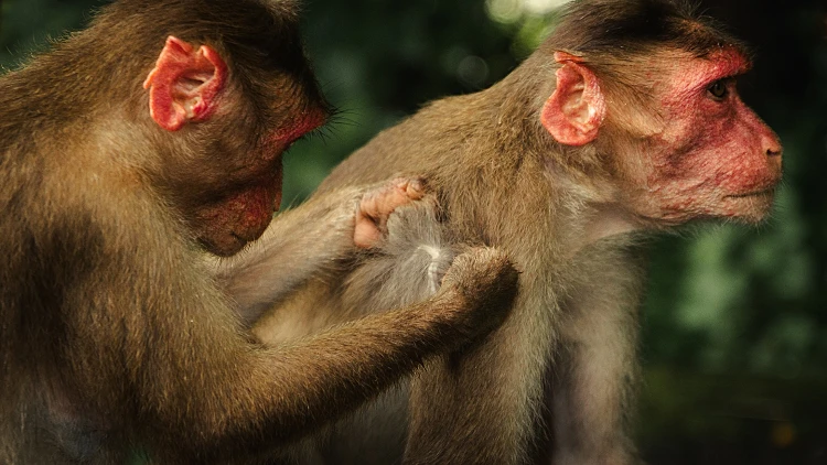 Monkey,in,the,tropical,forest,in,india.,family,of,monkeys.