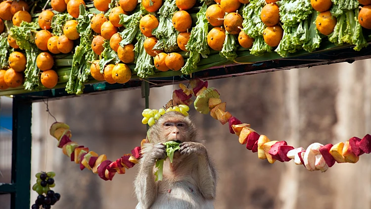 Lopburi,thailand Nov,30,:,the,monkeys,enjoy,eating,local,fruits,,vegetables,salad,eggs,dessert