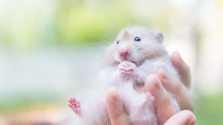 Cute,little,hamster,sitting,in,hand,,hamster,feeling,wonder,and