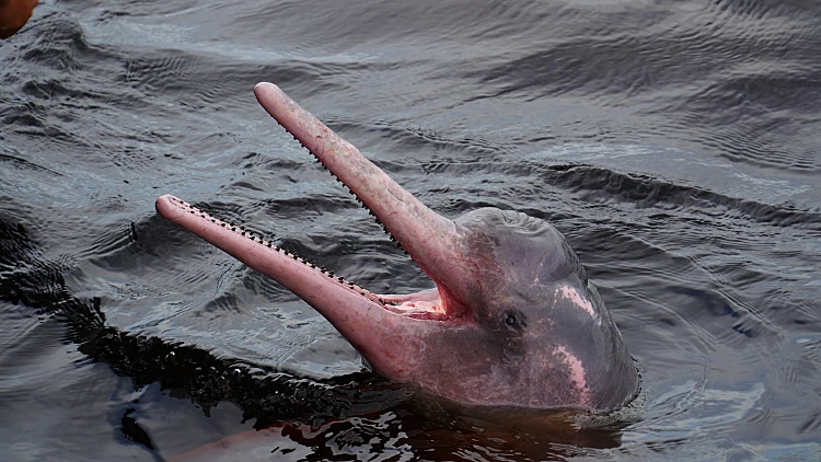 Amazon,river,dolphin,,boto,or,pink,amazon,dolphin,(inia,geoffrensis).