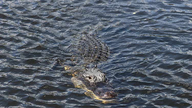 Alligator,everglades,park,florida,usa