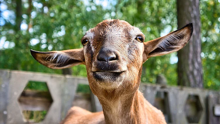 Portrait,of,a,goat.,funny,animal,photo.,farm,animal,on