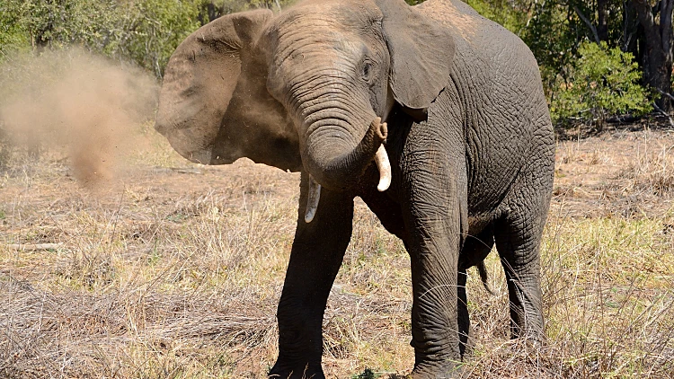 Angry,bull,elephant,dust,bathing,after,a,cool,down,at