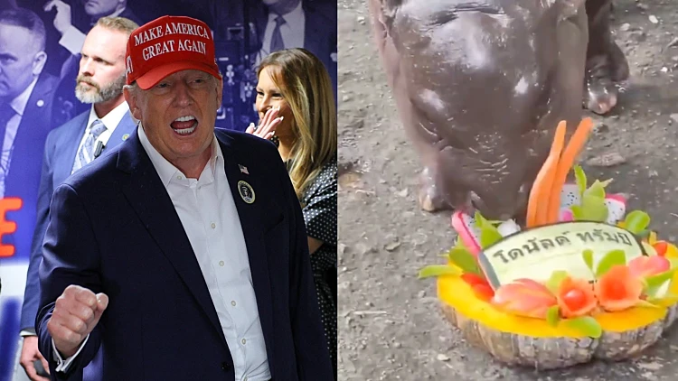 Trump Hippo