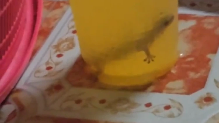 Gecko In His Drink