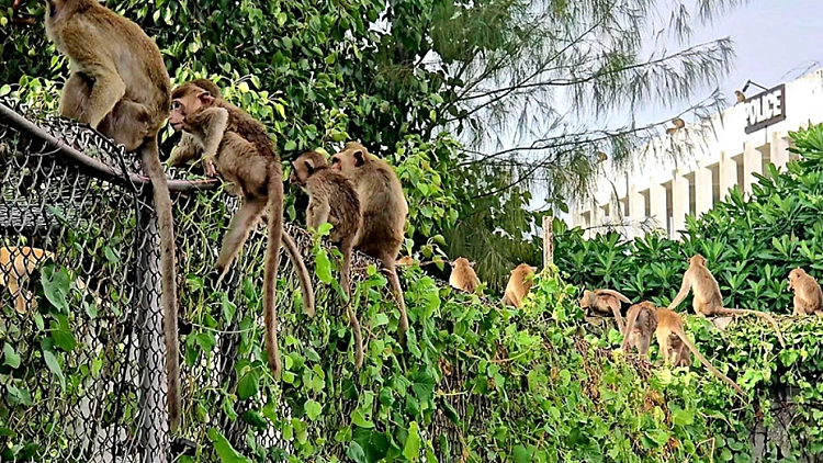 Thai Police Monkeys 2