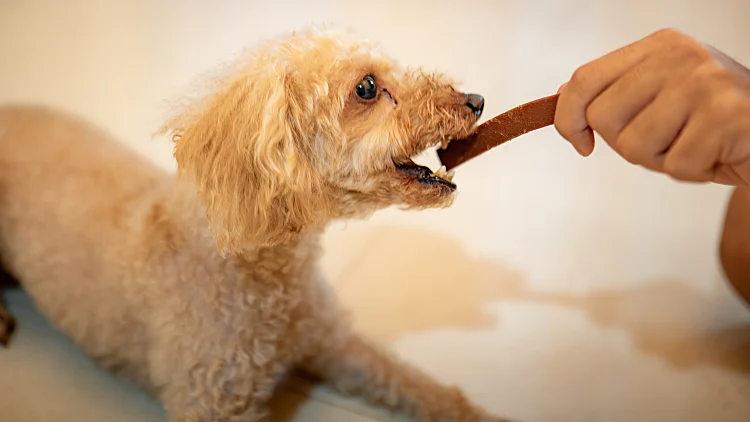 There,was,a,brown,poodle,dog,on,the,floor,in