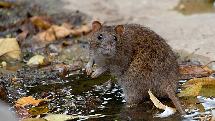 A,rat,on,the,side,of,a,pond