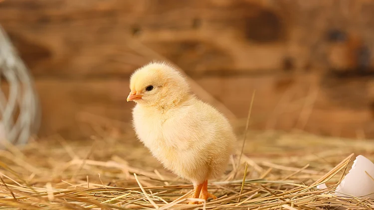 Cute,little,chick,on,the,farm