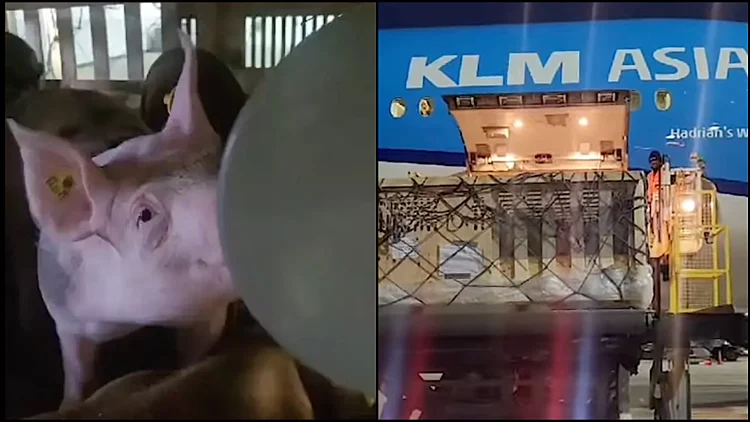 Klm Pigs