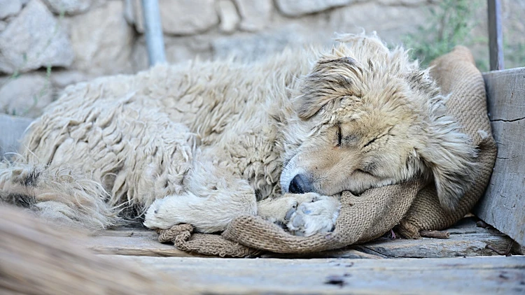 A,stray,white,dog,with,long,fur,,dirty,and,tangled,