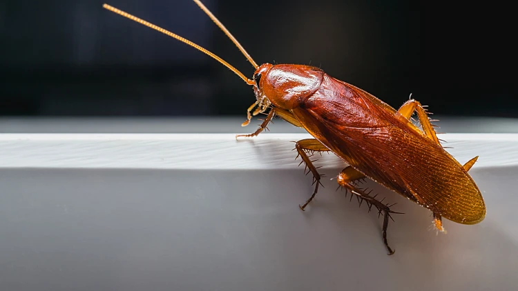 Close,up,cockroach,on,white,a,bowl