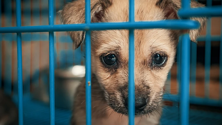 Sad,puppy,in,shelter,behind,fence,waiting,to,be,rescued