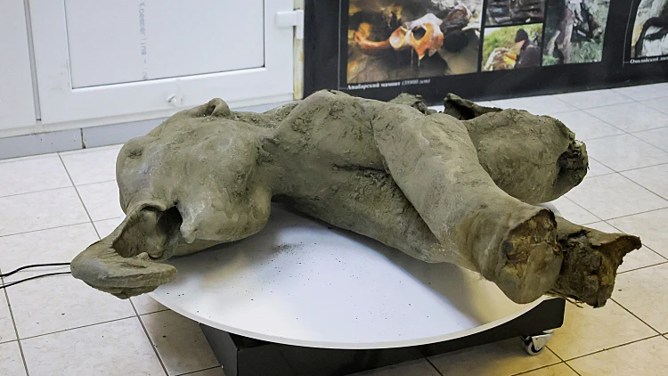 Remains Of A Well Preserved Baby Mammoth Discovered In Siberian Permafrost