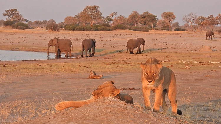 Lions,and,elephants,in,the,hwange,national,park,,zimbabwe