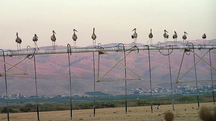 מרכז הצפרות כפר רופין