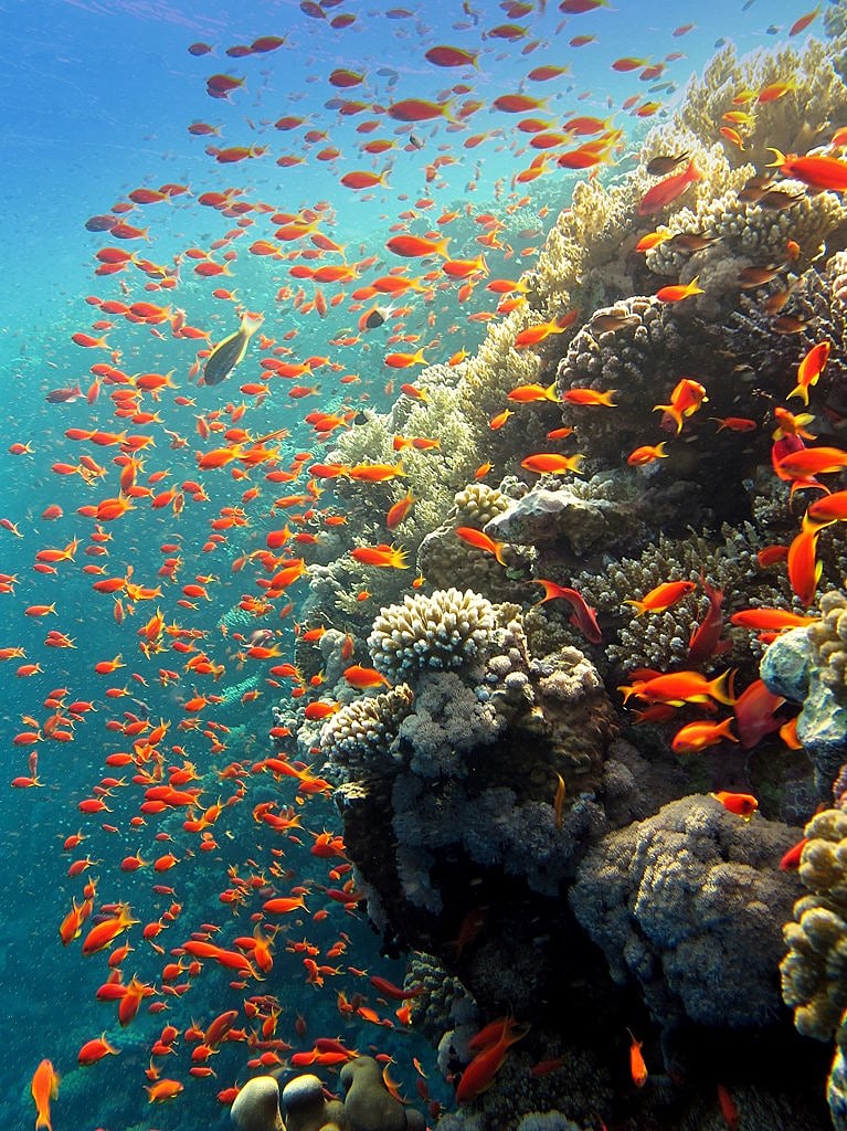 שמורת חוף אלמוגים