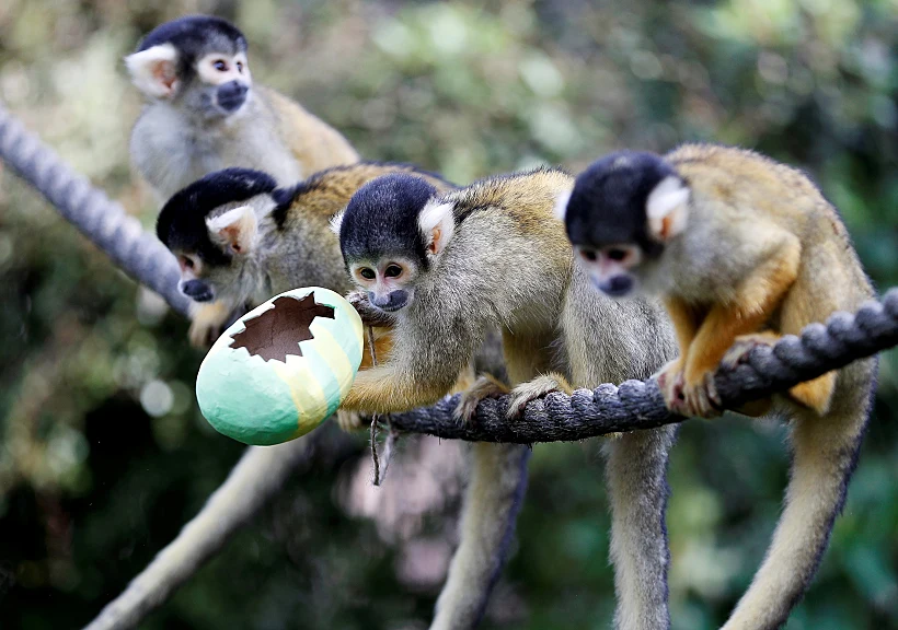 בעלי חיים בגן החיות בלונדון מציינים את מסורת מירוץ ביצי הפסחא