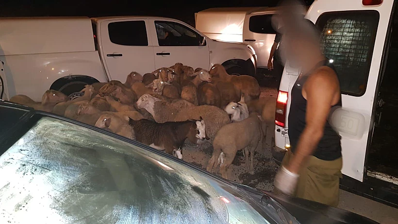 עצירתם של שוהים בלתי חוקיים בחשד לגניבת 32 כבשים ועיזים מטייבה