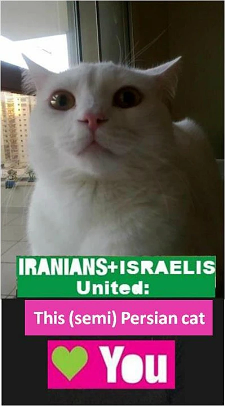 חתול במם רשת ישראלים אוהבים איראנים