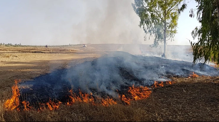 השריפה ביער בארי