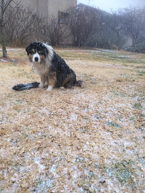כלב בשלג שיורד במרום גולן