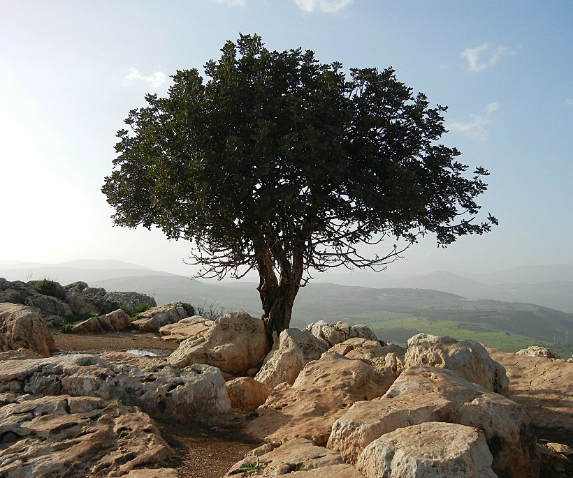 כשרות