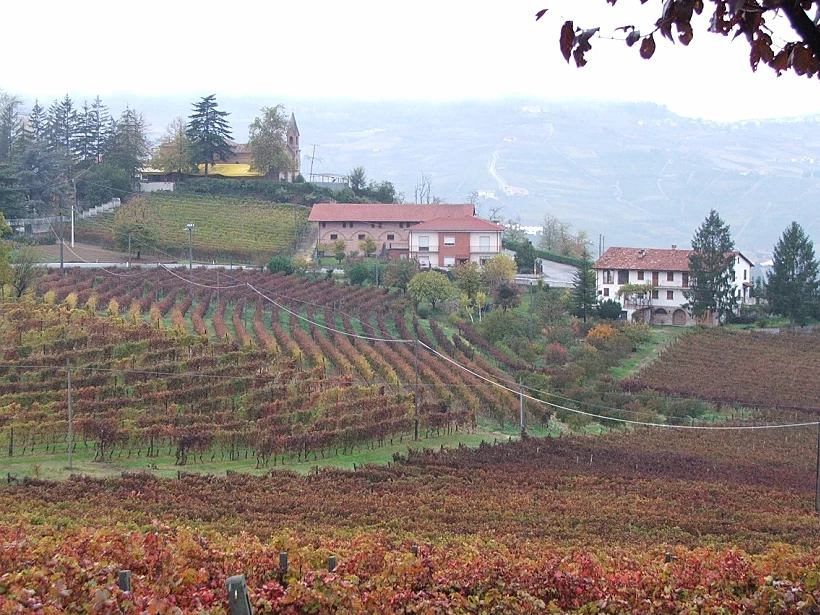 כרם בחבל פיאמונטה לכתבה על טיול יינות באזור. תמונה בגודל מותאם אישית