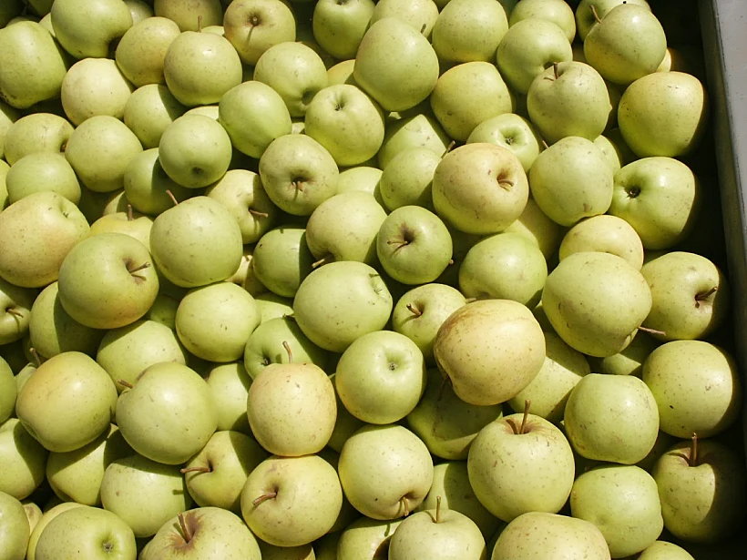 תפוחים מזן זהוב