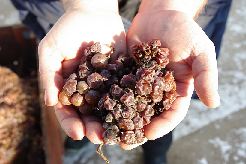 תמונה של ענבים שנדבקו בפטריית הבוטריטיס לכתבה בנושא מתחם עולם היין ראשית ולהפניות