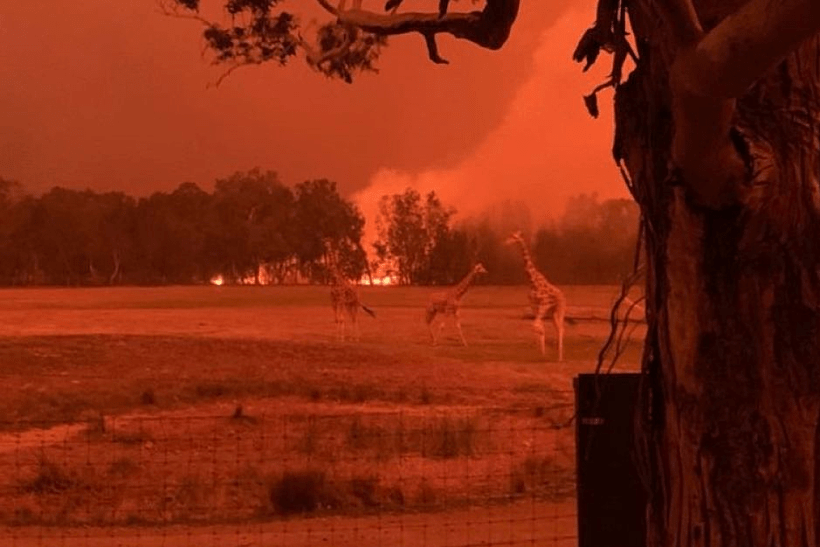 השריפות באוסטרליה הובילו לפינוי גן חיות מקומי