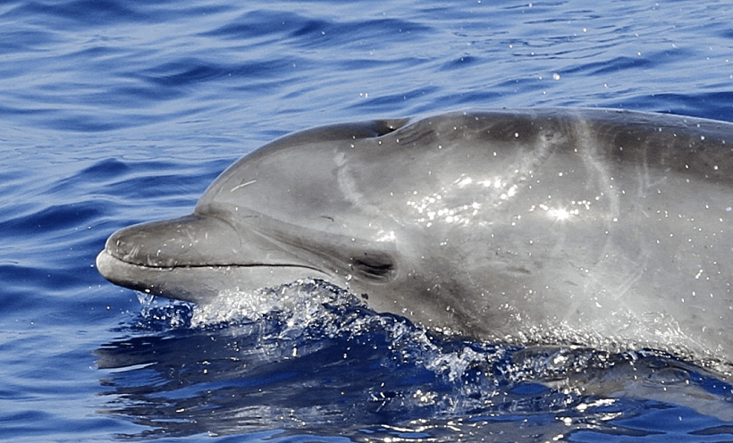 הדולפין שהותקף על ידי כריש ואותר בישראל