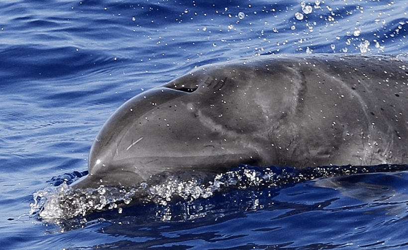 הדולפין שהותקף על ידי כריש ואותר בישראל