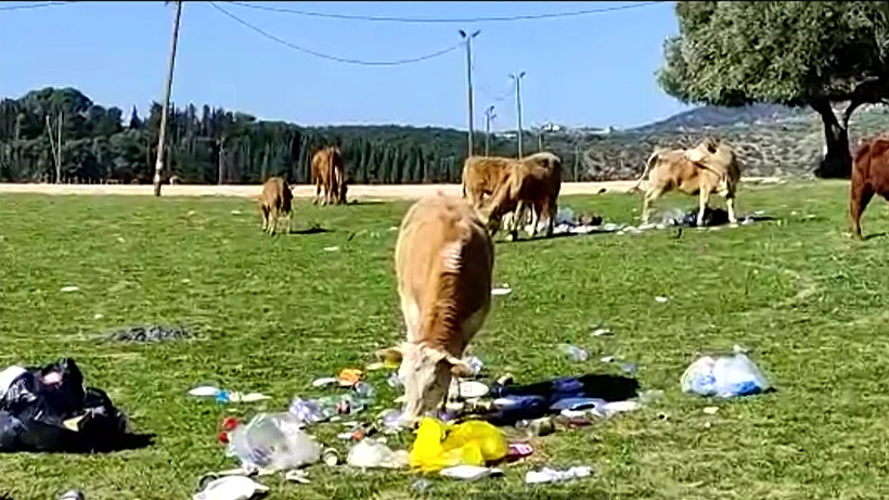פרות אוכלות מהזבל שהשאירו מטיילים ישראלים בשמורת טבע