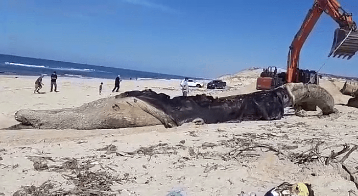 פינוי גופת לוויתן מחוף ניצנים 