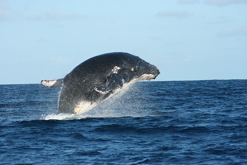 Vamizi Island Activities Whale