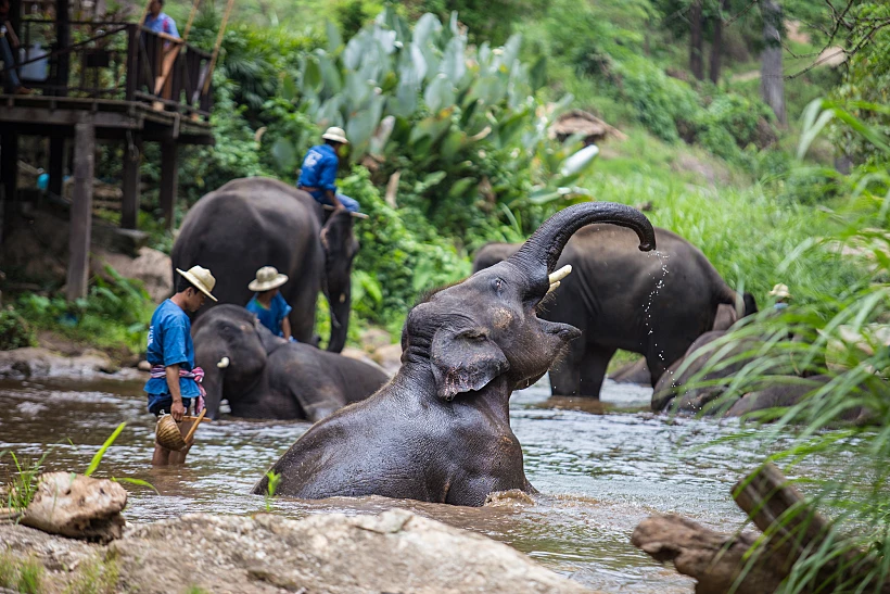 Chiangmai,,thailand May,10,2013,:,elephant,show,at,elephant,camp.