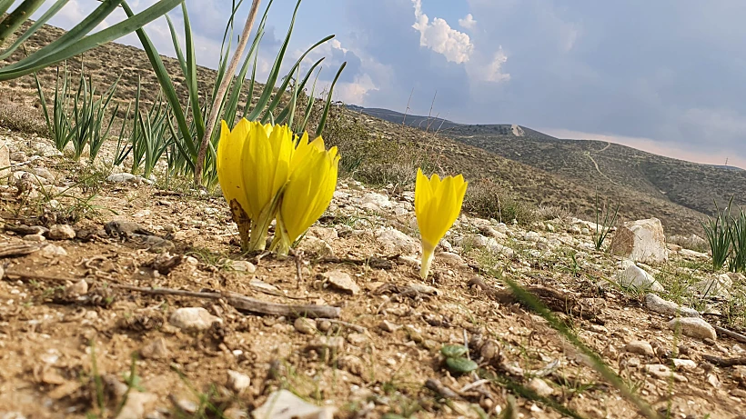 פריחת חלמוניות בגבעות גורל