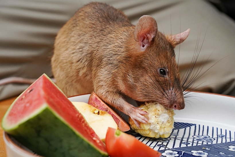 File Photo: Magawa, The Recently Retired Landmine Detection Rat, Eats Corn At The Apopo Visitor Center In Siem Reap