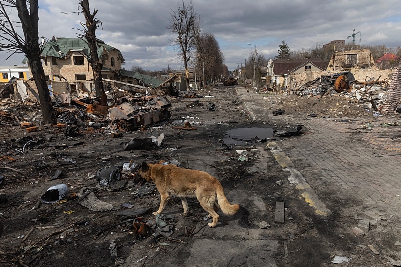 כלב משוטט בין ההריסות בבוצ'ה שבפרברי בירת אוקראינה קייב