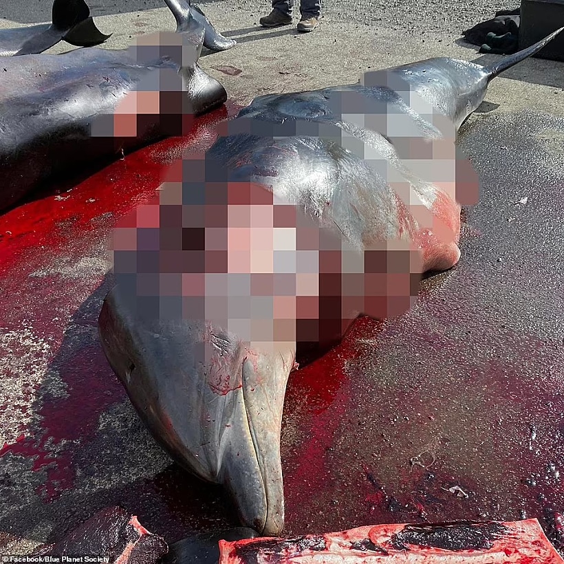 גופות הדולפינים בחופי איי פארו