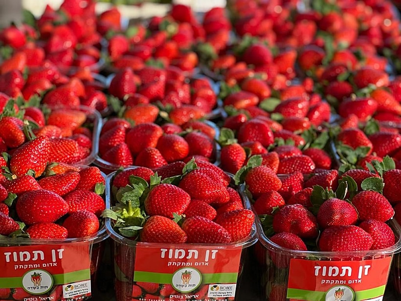 החיים שלנו תותים: 5 מקומות בהם תוכלו כעת לקטוף את הפרי האדום | רשת 13