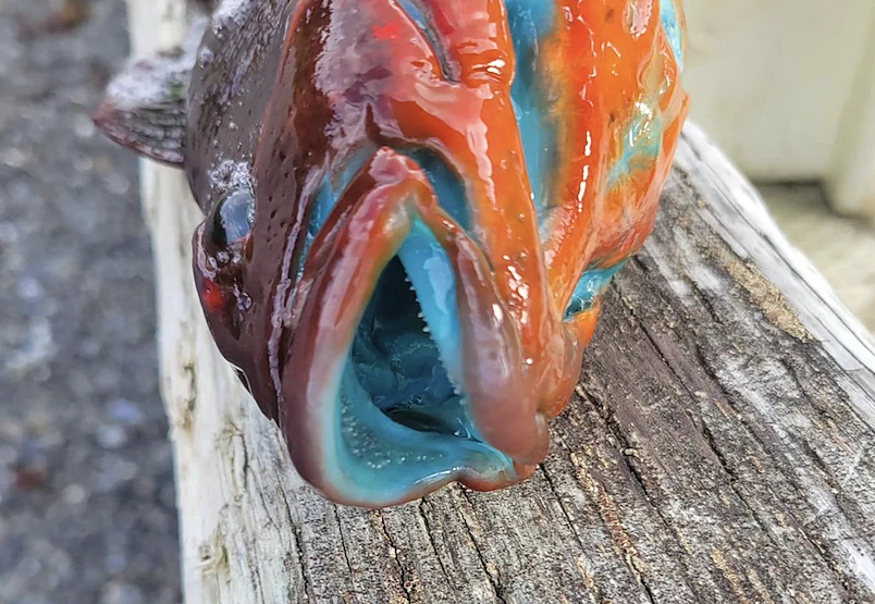 דג, בשר כחול