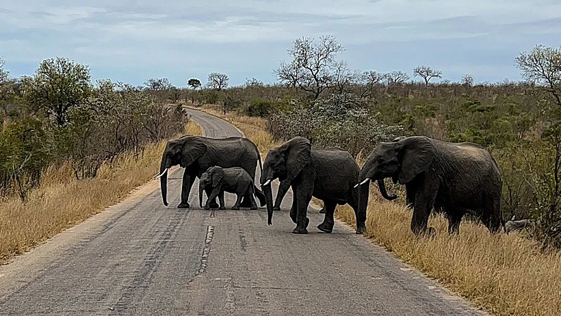 פילים דרום אפריקה