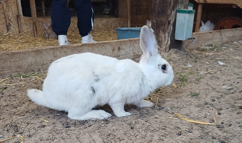 ארנבון מהעוטף בביתו החדש בכפר הארנבונים