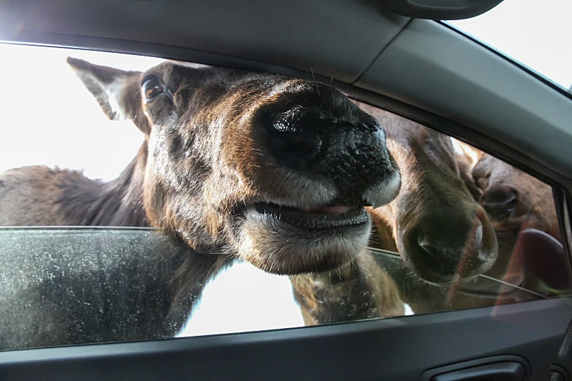 Deers,and,moose,entering,car