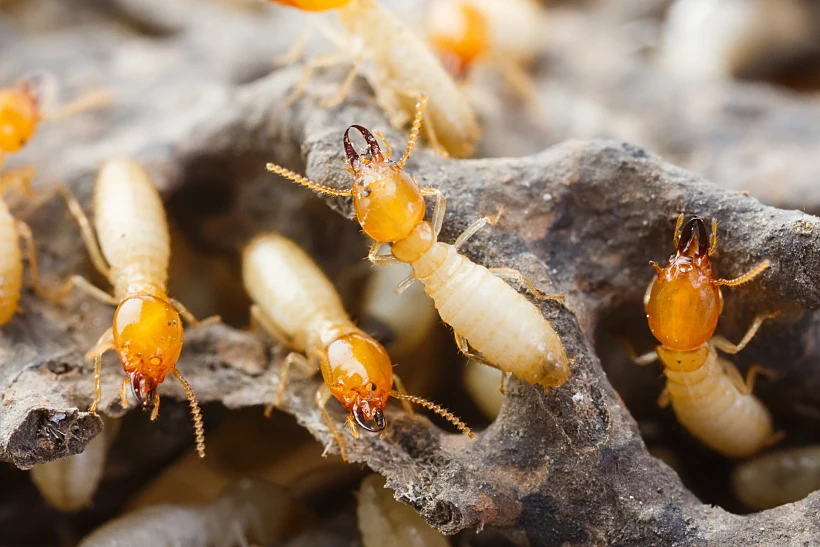Close,up,termites,or,white,ants,destroyed